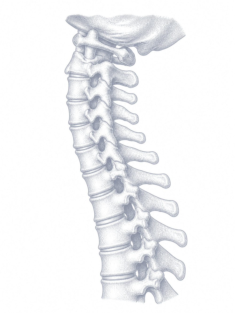 An anatomical drawing of the cervical spine and the base of the skull.