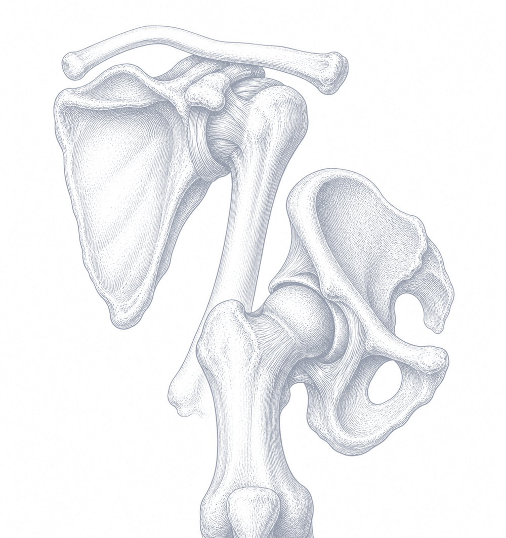 An anatomical drawing of the shoulder girdle alongside the hip, thigh, and knee.
