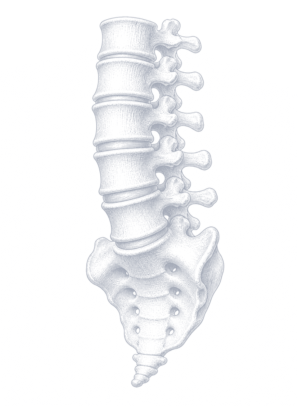 An anatomical drawing of the lumbar spine and sacrum.
