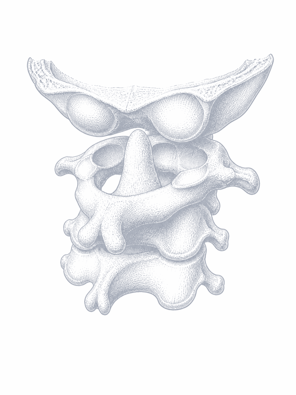 An anatomical drawing of the upper cervical spine and the base of the occiput.