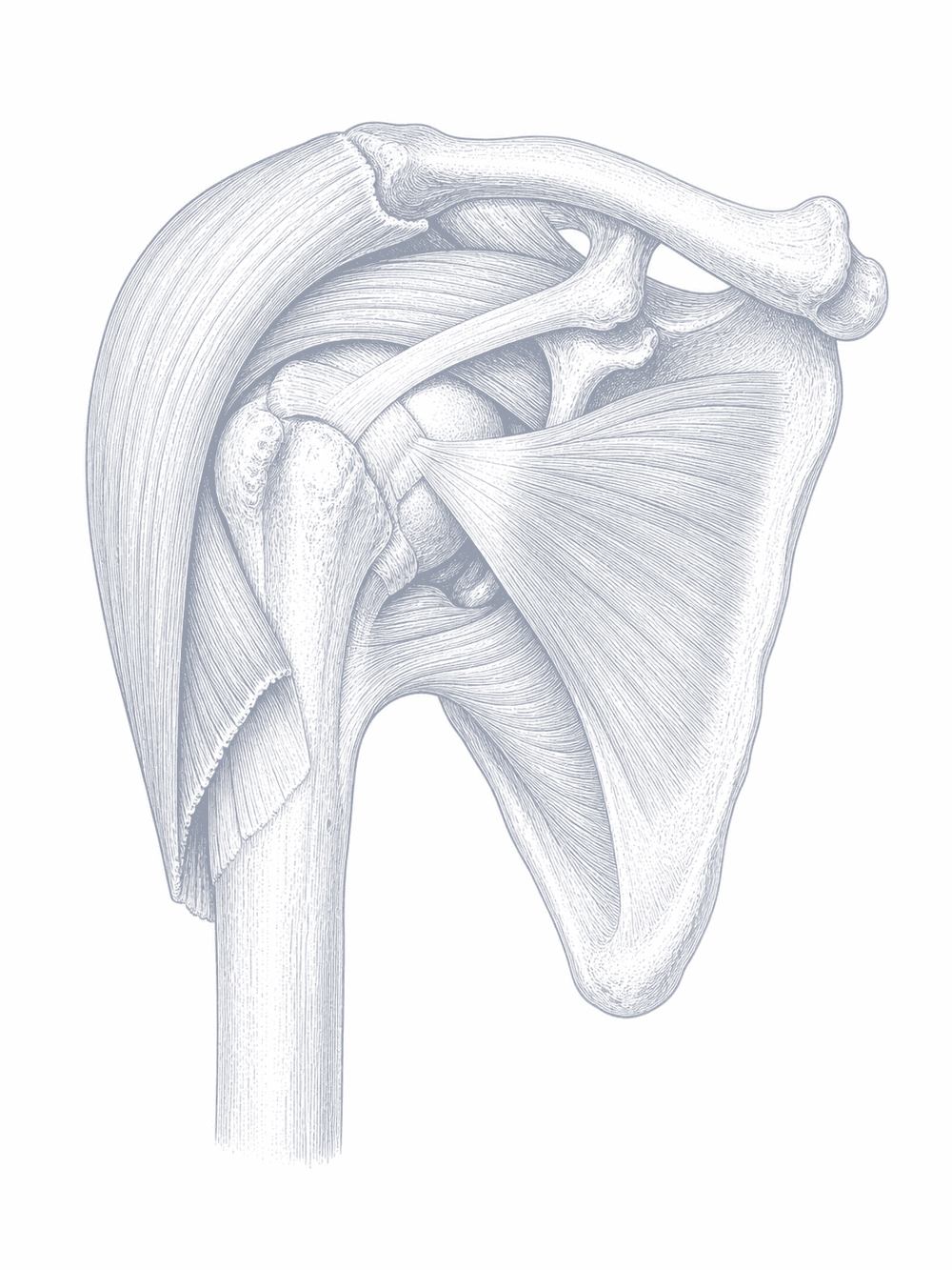 An anatomical drawing of the shoulder joint with its surrounding muscle and tendon.
