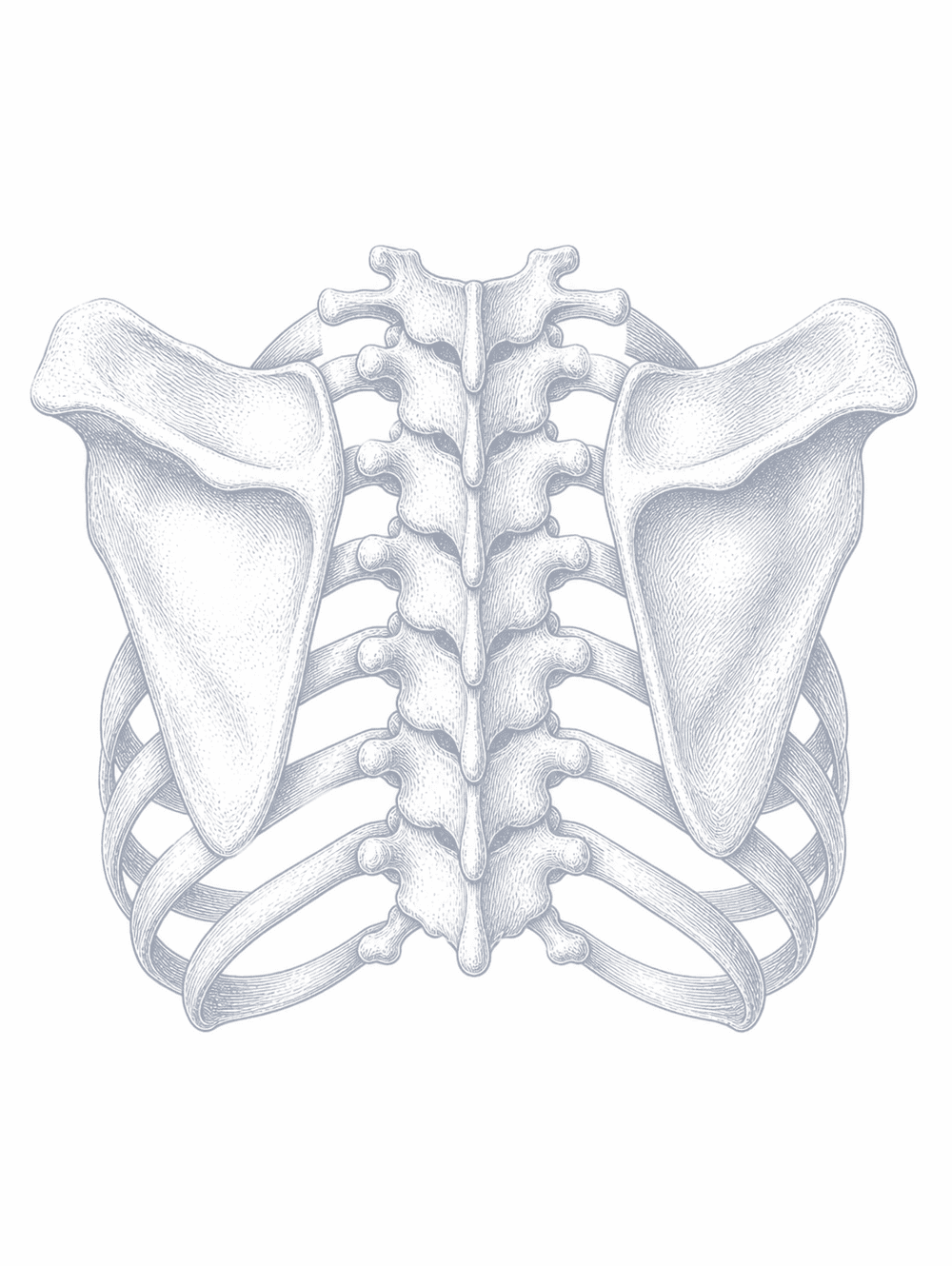 An anatomical drawing of the upper thoracic spine and the shoulder blades.